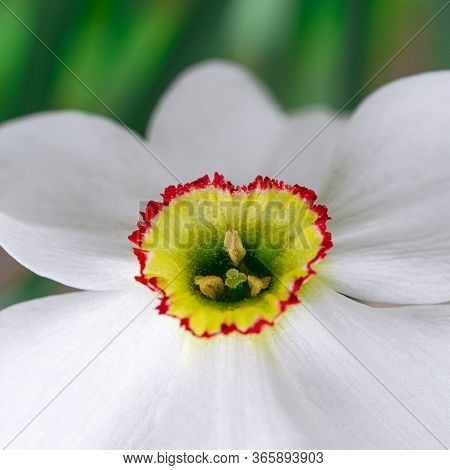 Spring Narcis Flower With White Petals Grows In The Garden