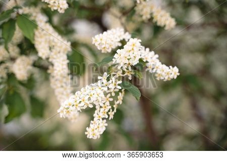 White Flowers Blooming Bird Cherry. Bird Cherry Tree In Blossom. Close-up Of A Flowering Prunus Aviu