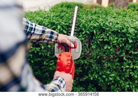 Man Cuts Hedges With A Brush Cutter. Bush Hedging Process