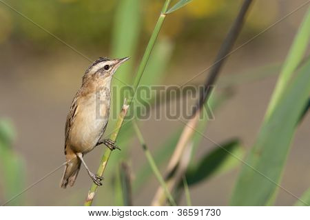 Rákosník proužkovaný (časopise acrocephalus Schoenobaenus)
