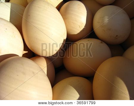a lot of eggs of the hen