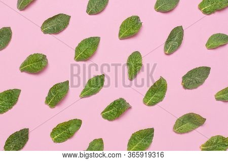 Pattern Of Fresh Green Leaves Of Mint, Lemon Balm, Peppermint On Pink Background Top View. Mint Leaf