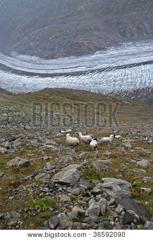 Sheeps