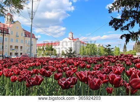 Chernihiv  / Ukraine - 11 May 2020 / Ukraine: Flowerbed Decoration. Many Tulips Grow In City. Beauti