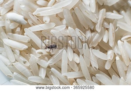Rice Weevils (sitophilus Oryzae) Crawling In Rice.
