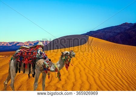 Magnificent one-humped camel - Dromedar. Magical desert morning. The camel is beautifully decorated for tourists to have fun and take pictures. The concept of active and photo tourism  