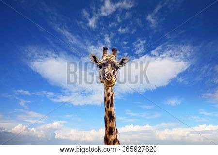 Pensive giraffe. Long-necked giraffe with beautiful spotted skin and small horns in the African savanna. Jeep Safari Masai Mara, Kenya. The concept of active and photo tourism