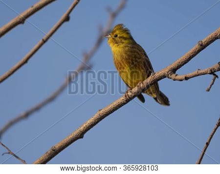Birds Near Moscow, Yellow Oatmeal On A Tree Branch