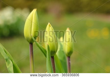 Green Leaves And Non-blooming Tulip Bud In A Garden Or Park. Selective Focus