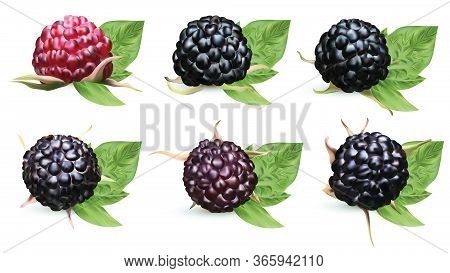 Useful Rope Fresh Blackraspberry Isolated On White Background. Freshly Picked Blackberry Rich In Vit