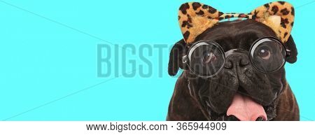 adorable young Boxer dog sticking his tongue out, rolling his eyes and wearing leopard ears with eyeglasses on blue background