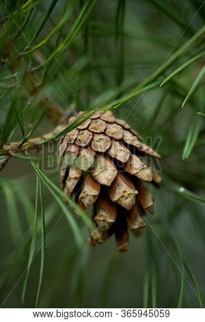 Young Fresh Pine Cone And Green Needles On The Background.