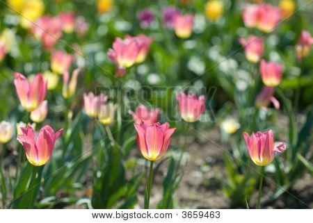 Tulipaner