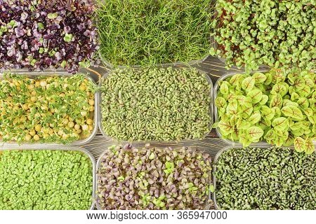 Large Selection Of Different Microgreens. Photography From Above, Boxes With Sprouts Of Young Herbs 