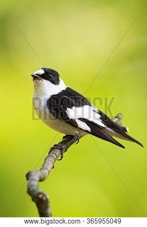 Scared Black And White European Pied Flycatcher Sitting On The Thin Twig