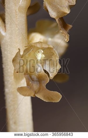 Bird's Nest Orchid - Neottia Nidus-avis
Detail Close-up Of Single Flower