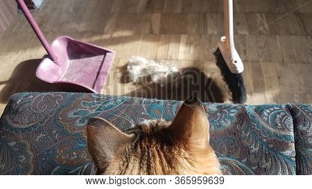 The Cat Watches The Cleaning Of Her Wool With A Broom And A Match. A Lot Of Wool. Allergens, Saproph