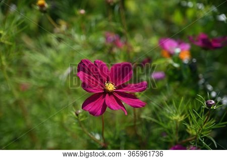 Real Floral Backround: Cosmea Flowers In Summer Garden
