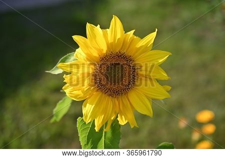 Sunflower. One Bright Yellow Sunflower Flower Stands In The Garden.