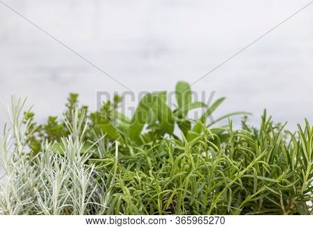 mix of herbs in a pot - rosemary, thyme, sage, Italian smil and marjoram
