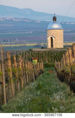 Vineyards near Velke Bilovice with Palava in Southern Moravia, Czech Republic