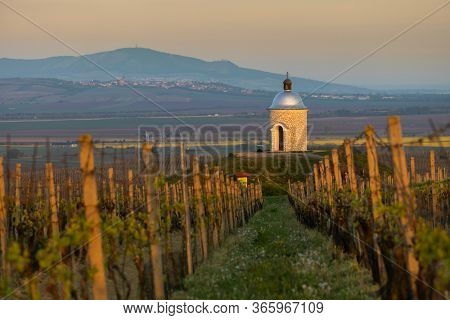 Vineyards near Velke Bilovice with Palava in Southern Moravia, Czech Republic