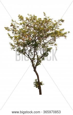 Tabebuia Or Golden Tree Or Tallow Pui Tree On Isolated, An Evergreen Leaves Plant Di Cut On White Ba