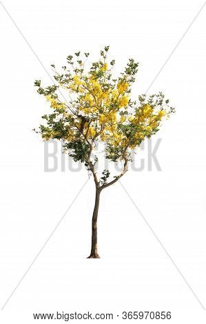 Tabebuia Or Golden Tree Or Tallow Pui Tree On Isolated, An Evergreen Leaves Plant Di Cut On White Ba