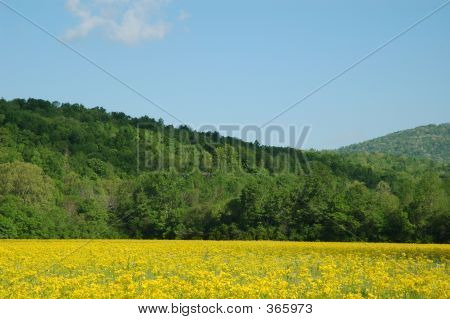 Glória de Primavera