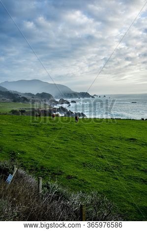 Landscape On The Ocean, Through A Green Field With Grazing Cows. Big Mountains And Clouds. Vertical 