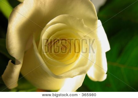 Rosa branca em verde