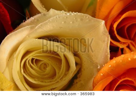 Rosas frescas