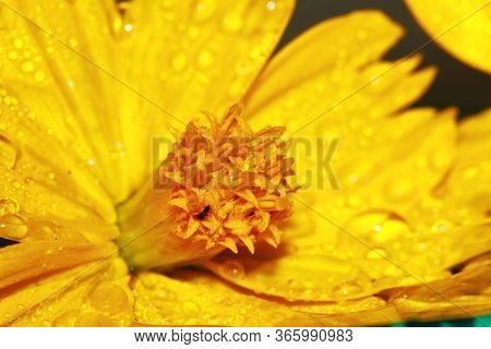 Macro Dropet And Cosmos Flower On Background