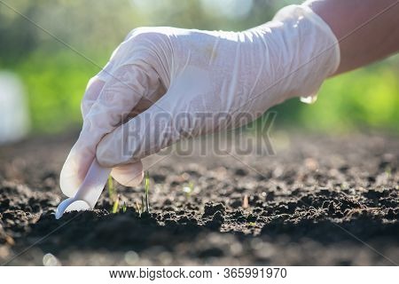Soil Science Concept. A Scientist Is Taking A Sample Of Soil Close Up.