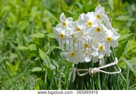 Narcissus Poeticus Flower On Green Background With Copy Space