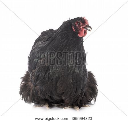 Orpington Chicken In Front Of White Background