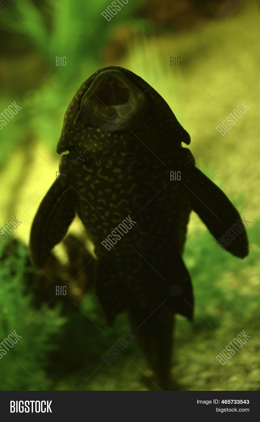 Blue Ancistrus Catfish Image & Photo (Free Trial) Bigstock