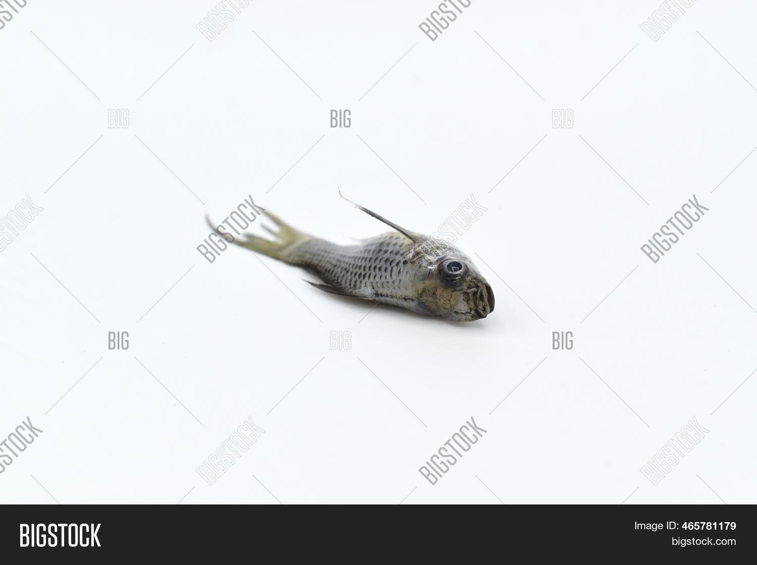 Gray Dwarf Molly Fish Image & Photo (Free Trial) Bigstock