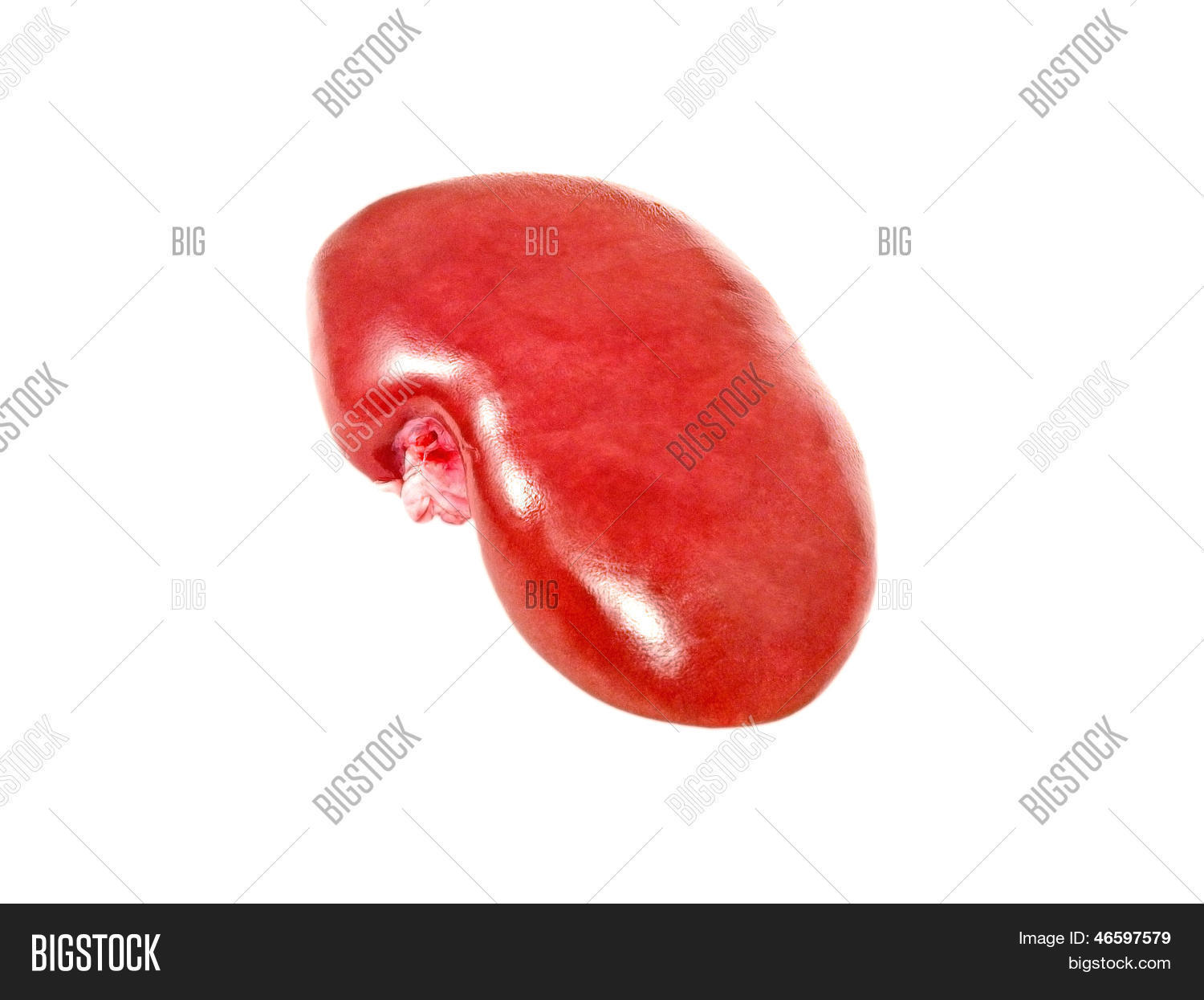 Pig Kidney.isolated Image & Photo (Free Trial) Bigstock