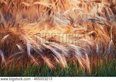 Ripe Ears Of Wheat On Dry Stalks Before Harvesting And Green Sprouts Of Sprouted Grains, Close-up