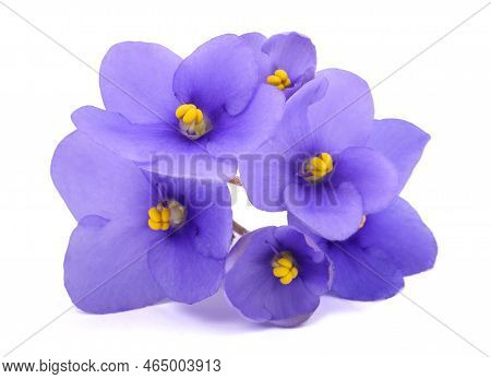 Saintpaulia (african Violets) Isolated On White Background