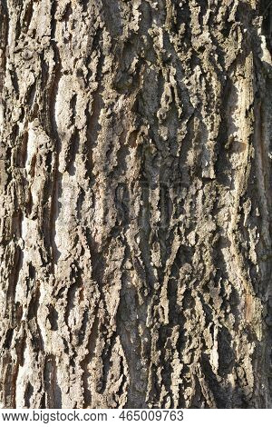 Common Hackberry Tree Brown Textured Bark Detail