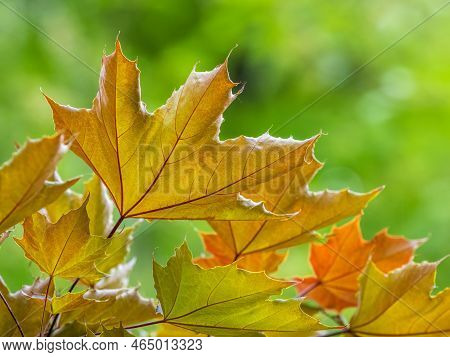 Tree Branch With Dark Red Leaves, Acer Platanoides, The Norway Maple Crimson King. Red Maple Acutifo