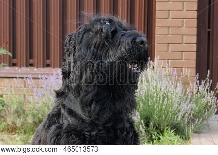 Big Black Russian Terrier Dpg Close Up