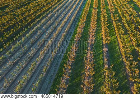 A Farmland With Peach And Apple Trees In The Autumn Season. Apple And Peach Trees In The Yellow Rays