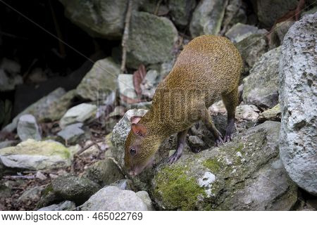 The Mexican Agouti Walks Over Rocks In Search Of Food. Brown Rodent. View On The Verge Of Extinction