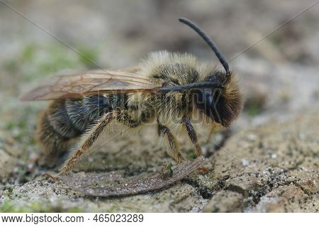 Detailed Closeup On A Male Grey Gastered Mining Bee, Andrena Tibialis Sitting On Wood