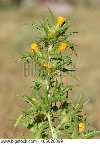 Wild Plants In Natural Life, Wild Thorn Photos.