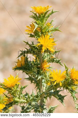 Wild Plants In Natural Life, Wild Thorn Photos.
