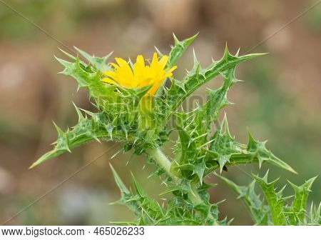 Wild Plants In Natural Life, Wild Thorn Photos.